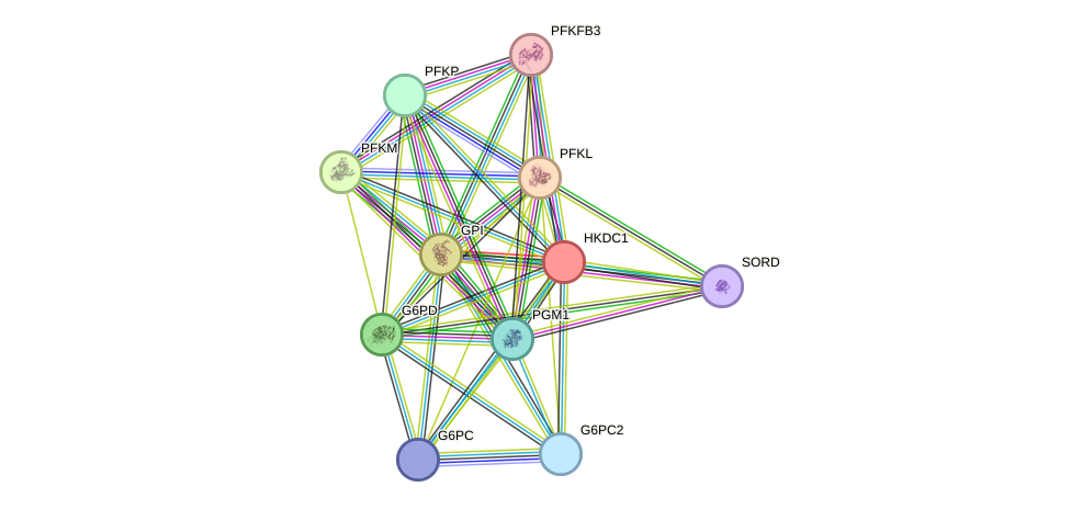 STRING protein interaction network