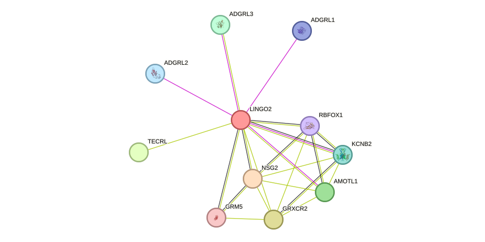 STRING protein interaction network