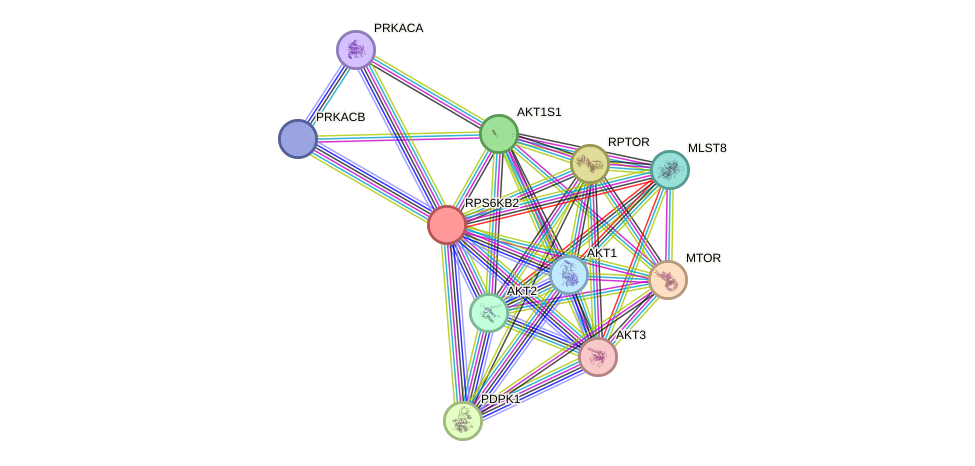 STRING protein interaction network