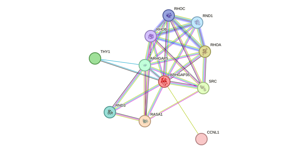 STRING protein interaction network