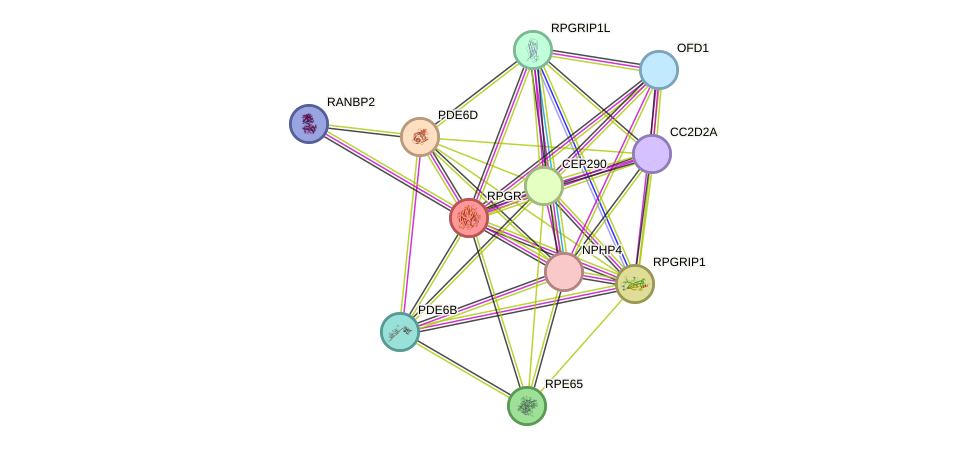 STRING protein interaction network