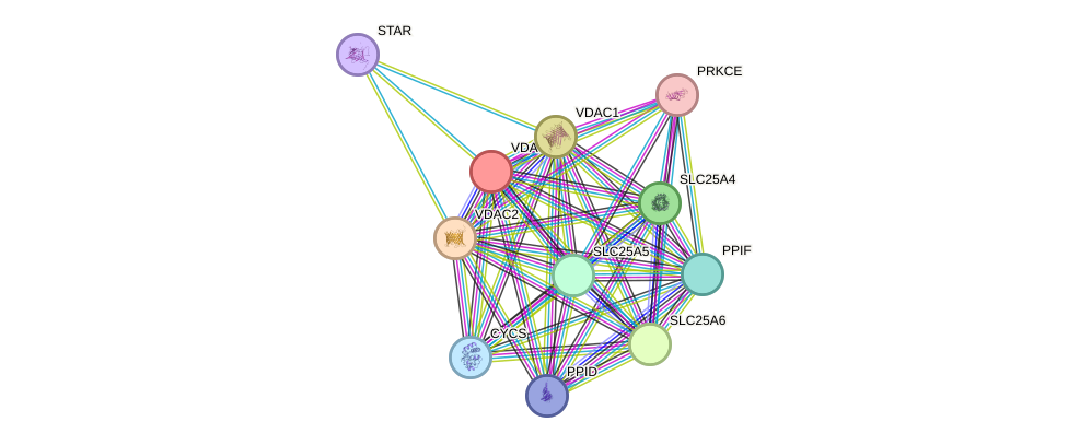 STRING protein interaction network