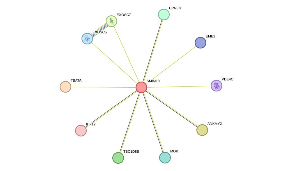 STRING protein interaction network