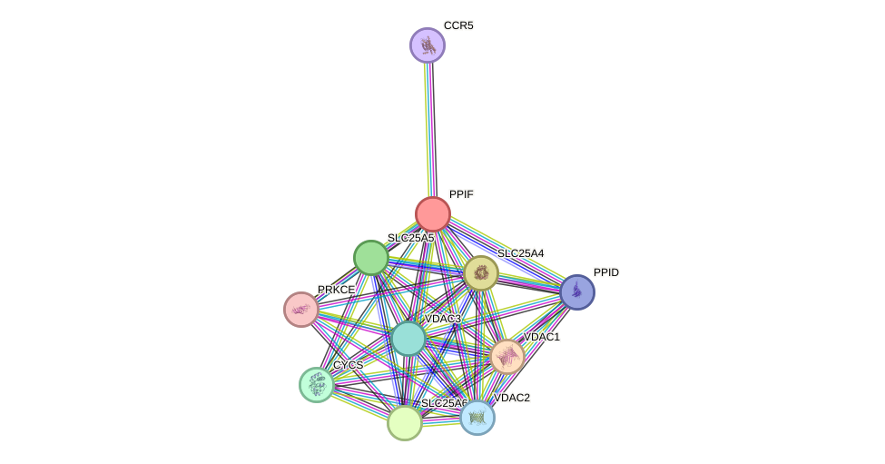 STRING protein interaction network