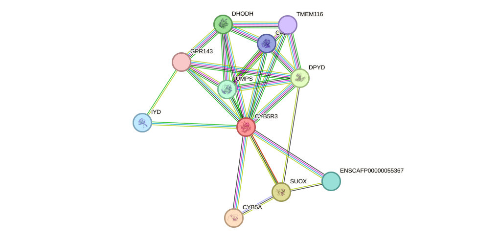 STRING protein interaction network