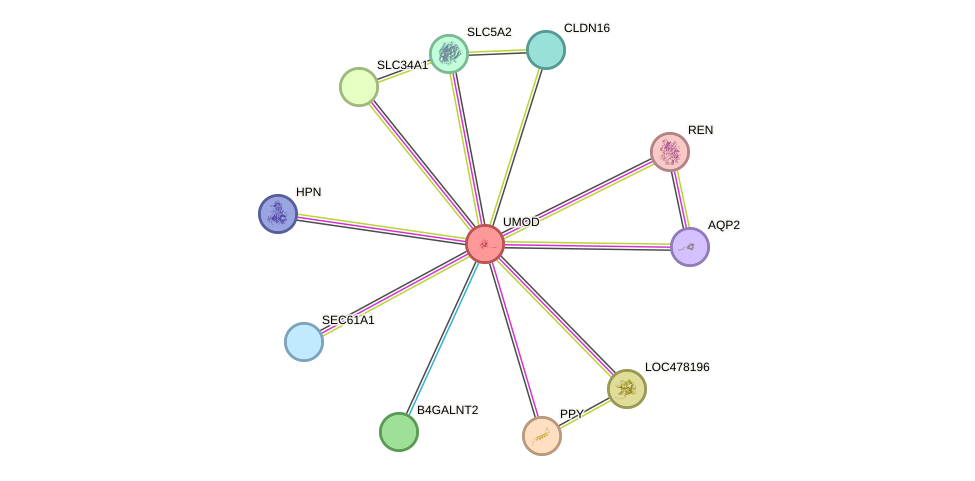 STRING protein interaction network