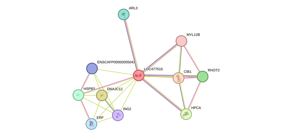 STRING protein interaction network