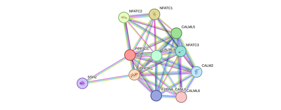 STRING protein interaction network