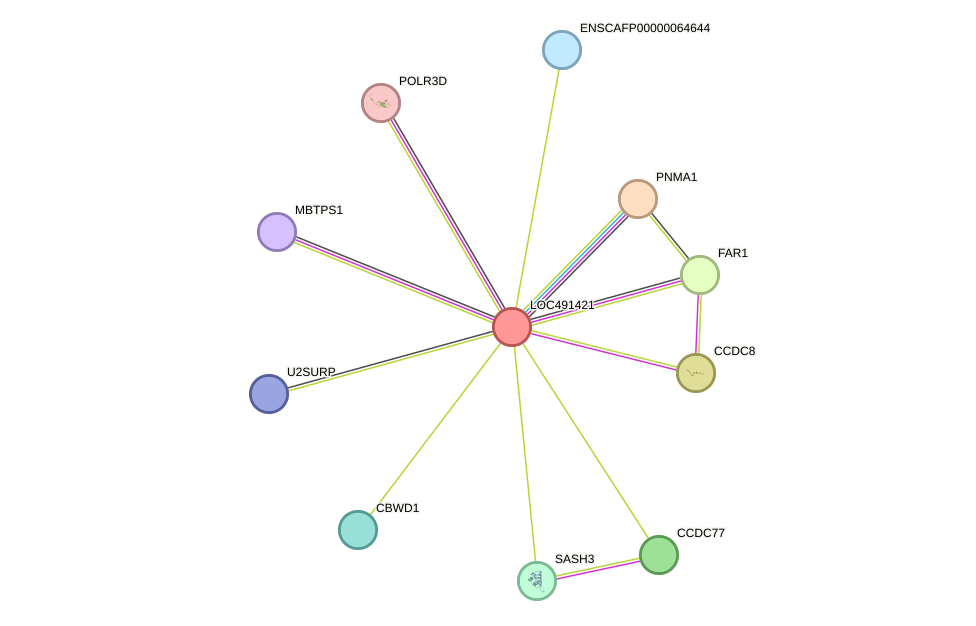 STRING protein interaction network