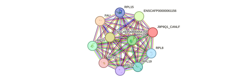 STRING protein interaction network