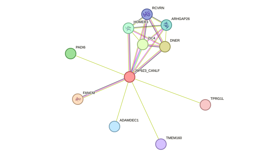 STRING protein interaction network