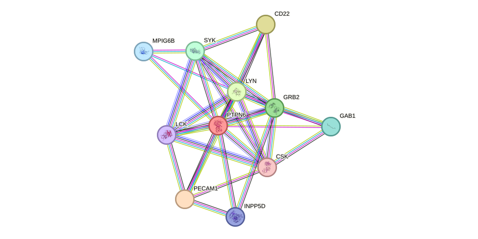 STRING protein interaction network