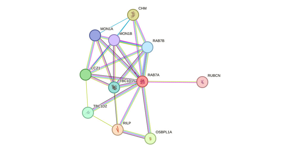 STRING protein interaction network