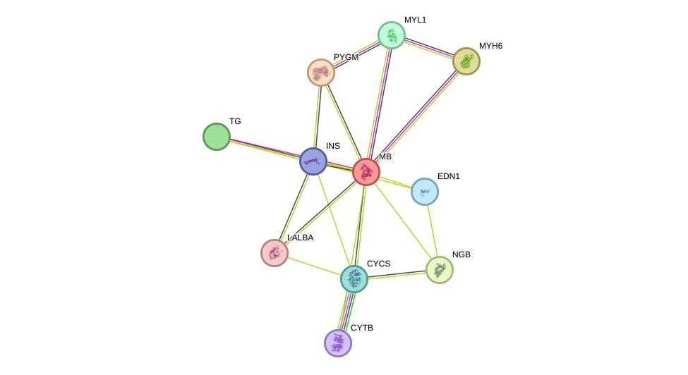 STRING protein interaction network