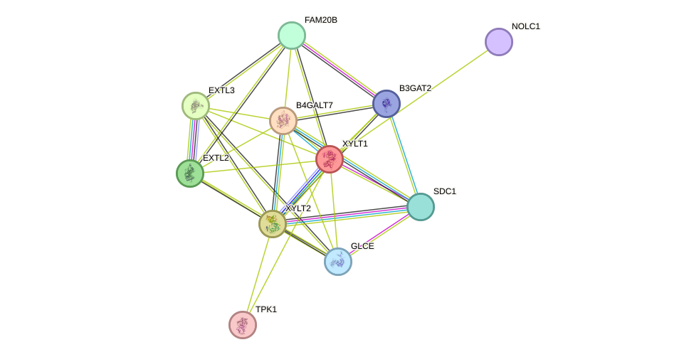 STRING protein interaction network