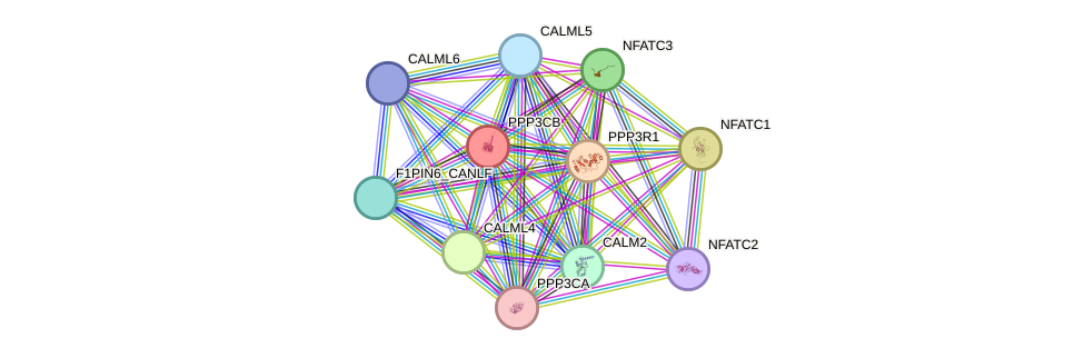 STRING protein interaction network