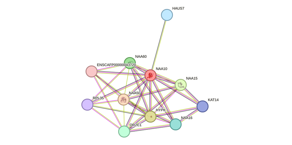 STRING protein interaction network