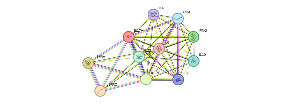 STRING protein interaction network