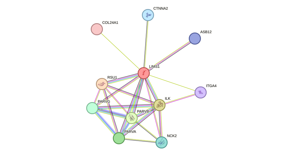 STRING protein interaction network