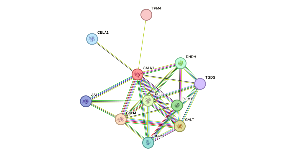 STRING protein interaction network