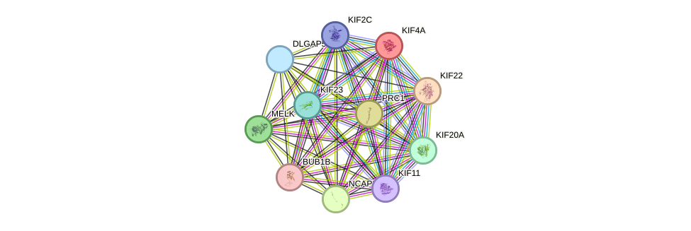 STRING protein interaction network
