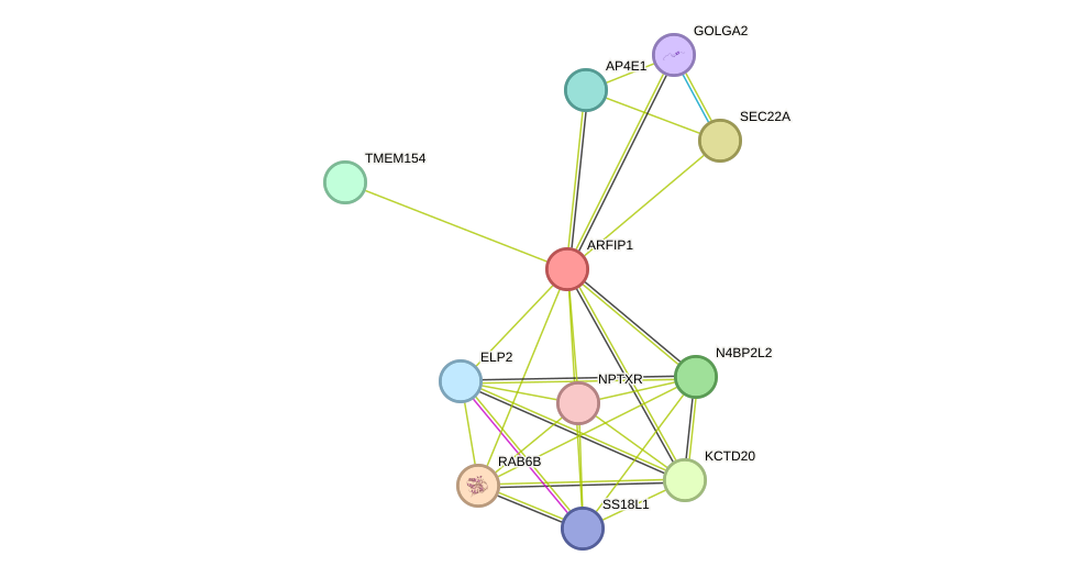 STRING protein interaction network