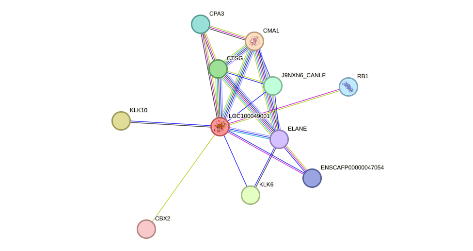 STRING protein interaction network