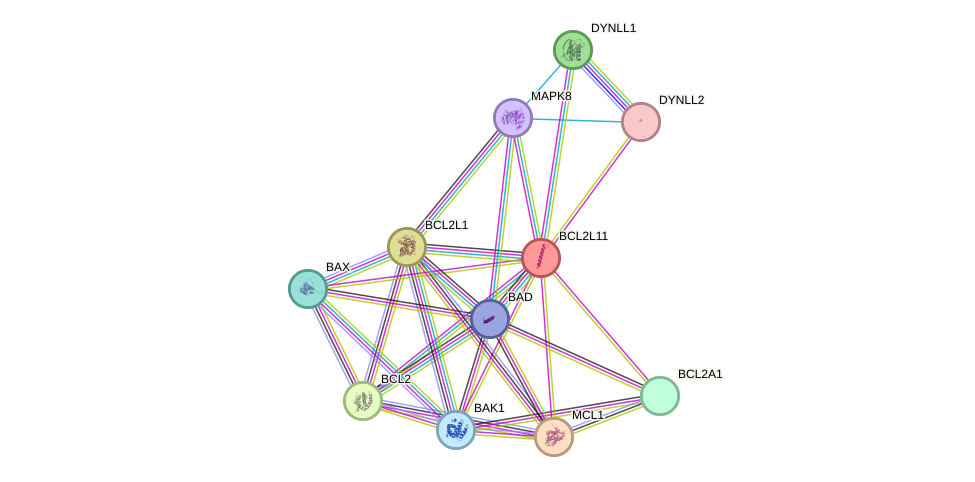 STRING protein interaction network