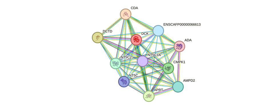 STRING protein interaction network