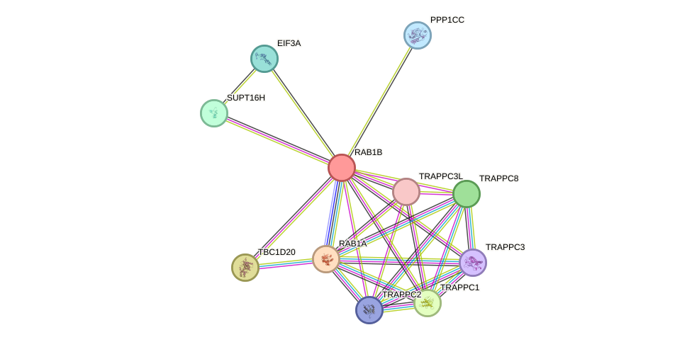 STRING protein interaction network
