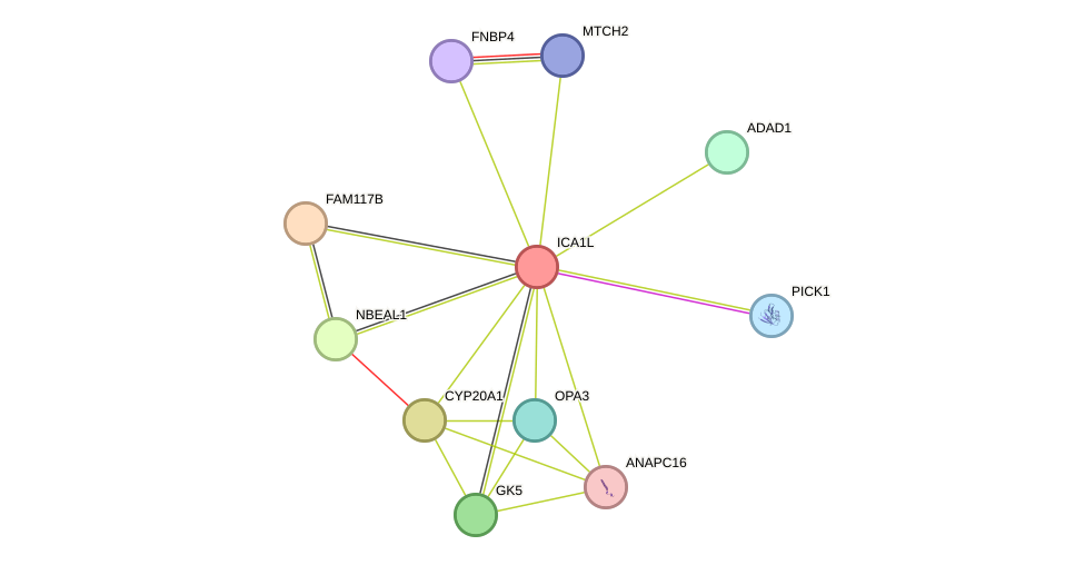 STRING protein interaction network
