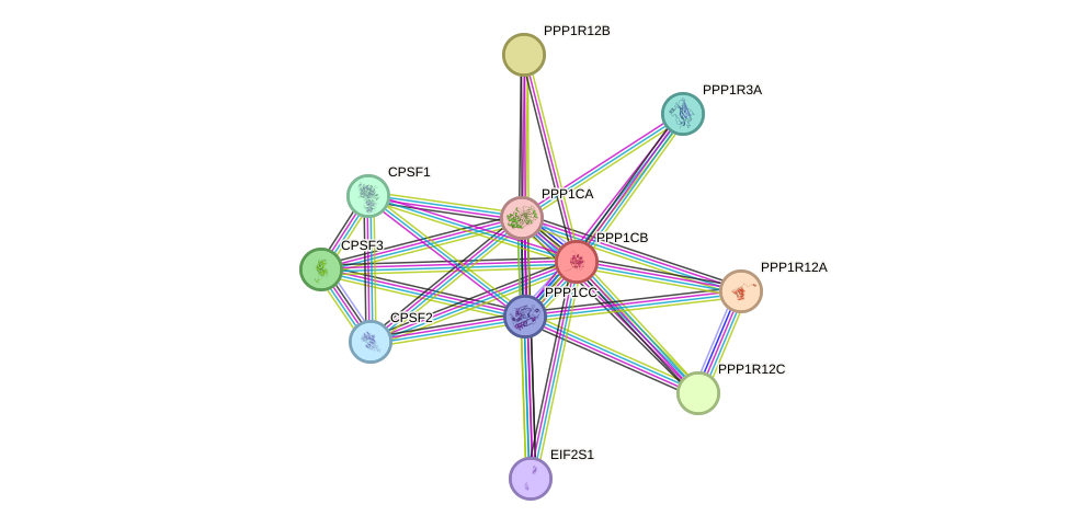 STRING protein interaction network