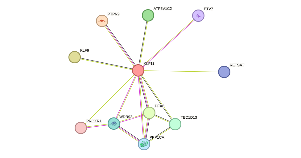 STRING protein interaction network