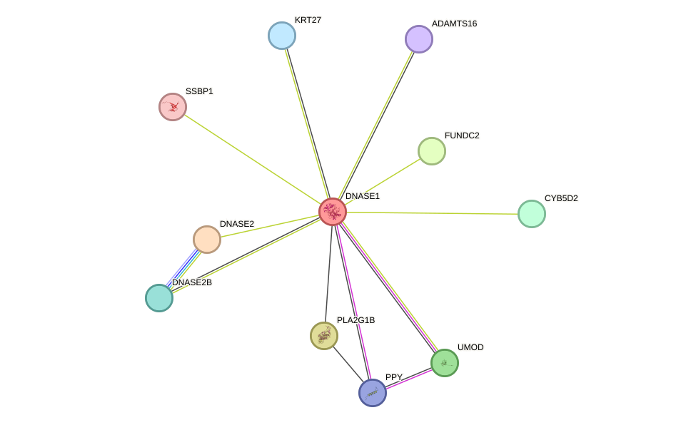 STRING protein interaction network