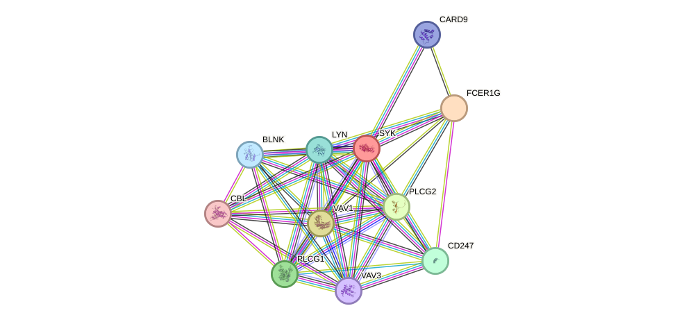 STRING protein interaction network