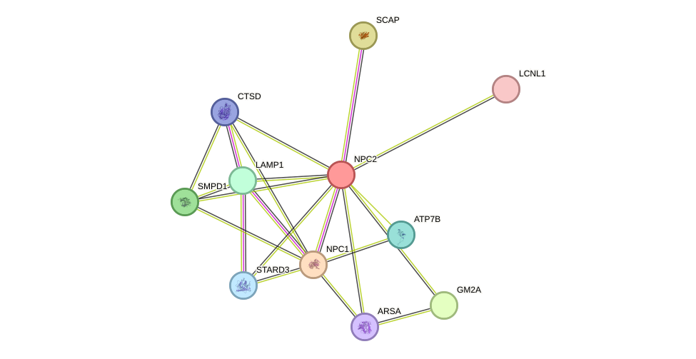 STRING protein interaction network