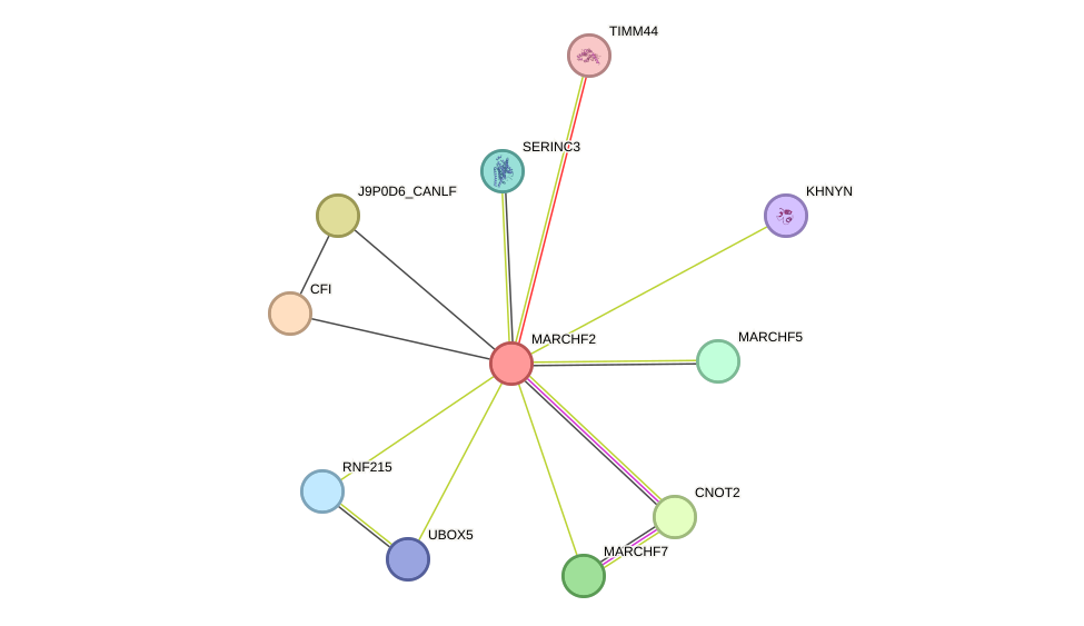 STRING protein interaction network
