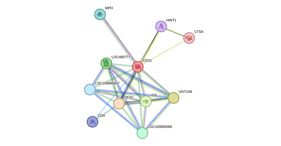 STRING protein interaction network