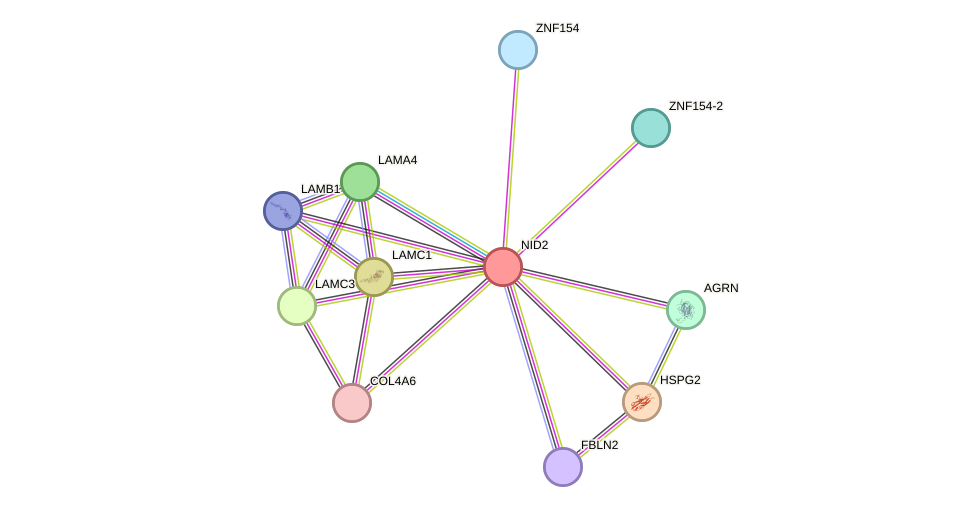 STRING protein interaction network