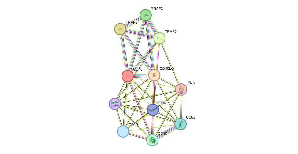STRING protein interaction network
