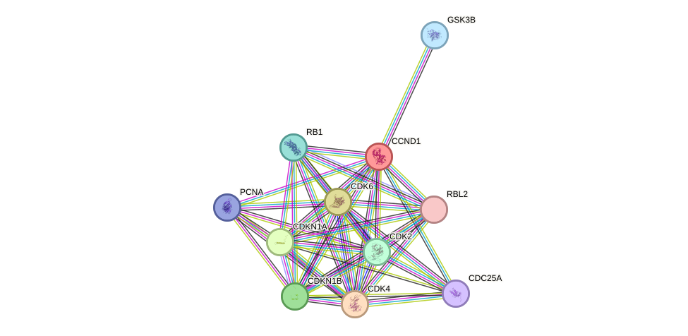 STRING protein interaction network