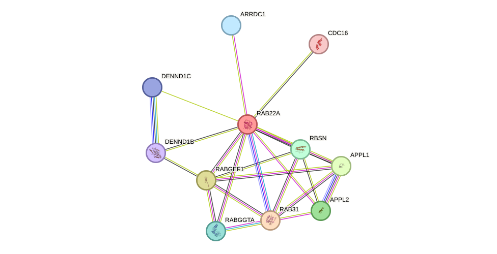 STRING protein interaction network