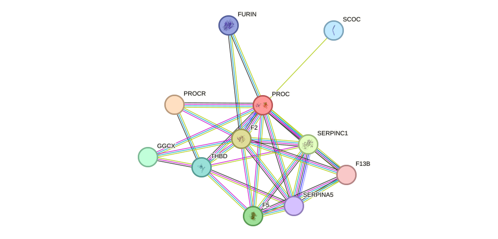 STRING protein interaction network