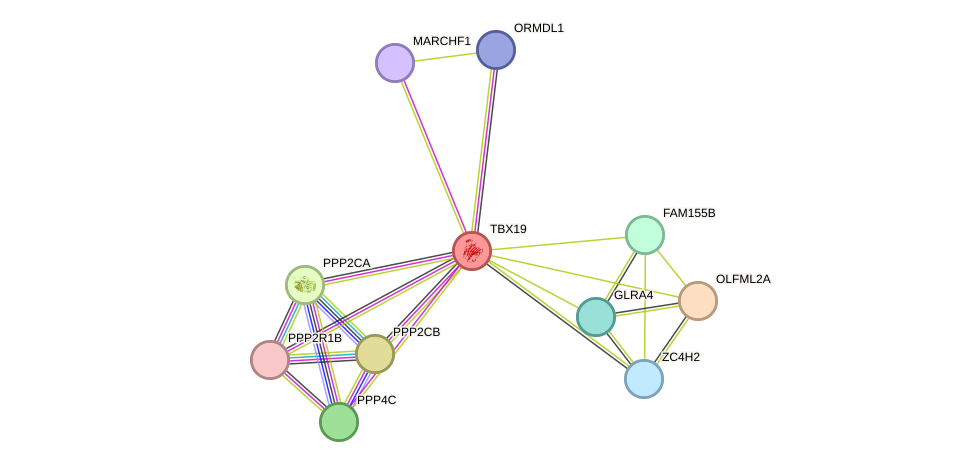 STRING protein interaction network