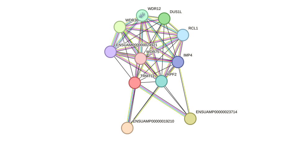 STRING protein interaction network