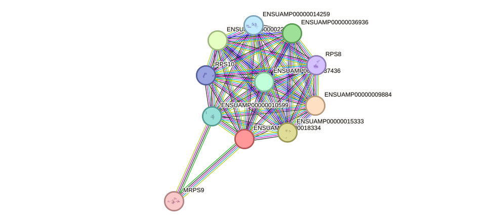 STRING protein interaction network