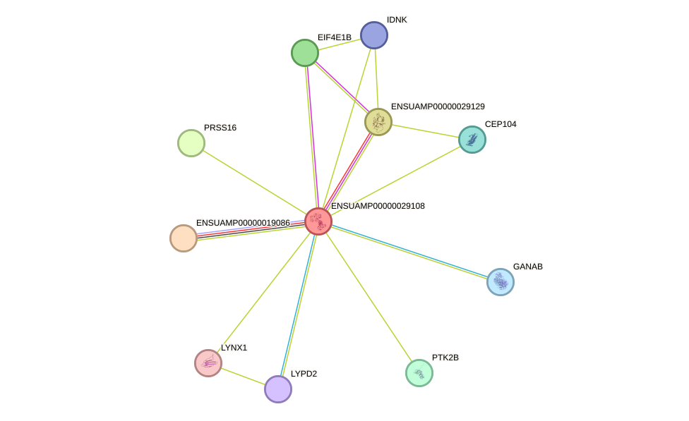 STRING protein interaction network