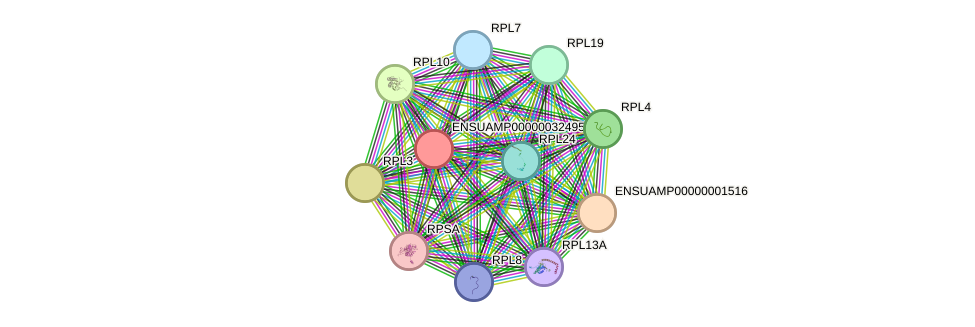 STRING protein interaction network