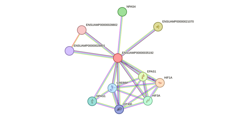 STRING protein interaction network