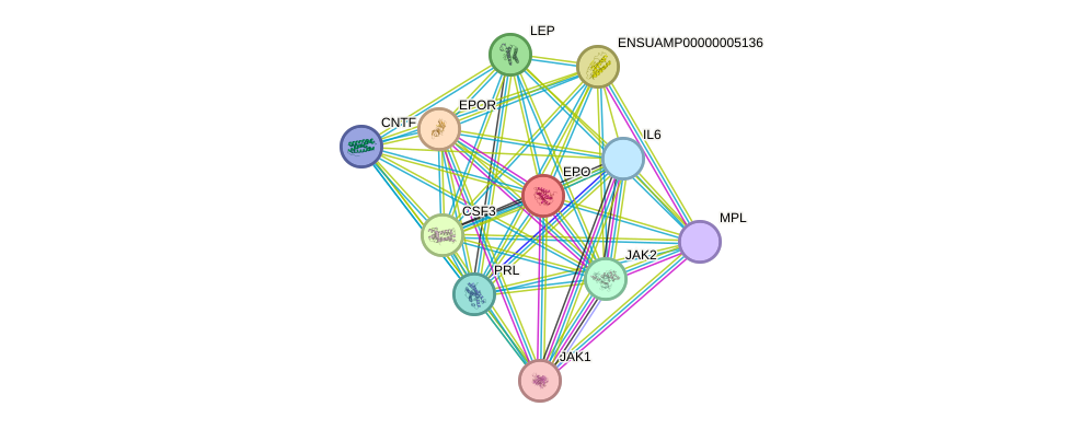 STRING protein interaction network